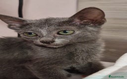 Azul Ruso gatos en venta: Azul ruso  - Imagen 2