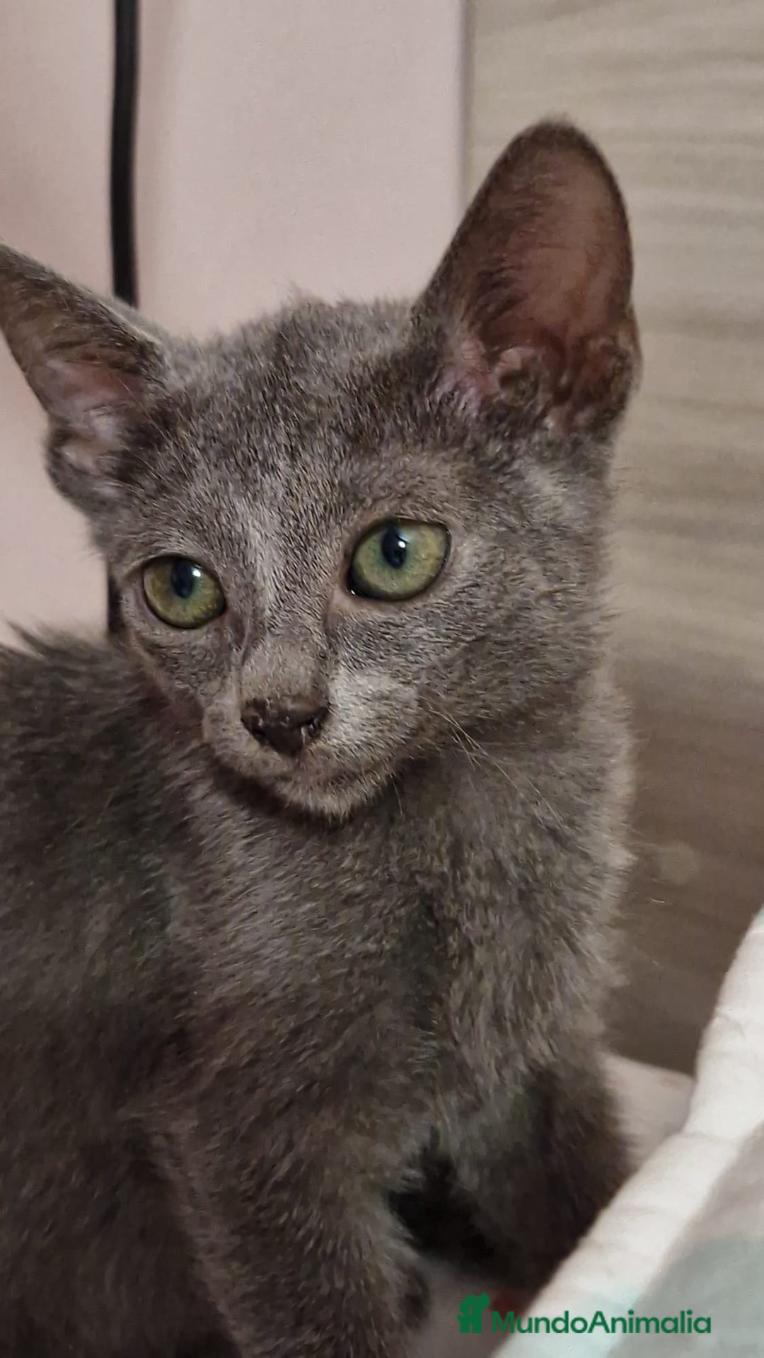 Azul Ruso gatos en venta: Azul ruso  - Imagen 2