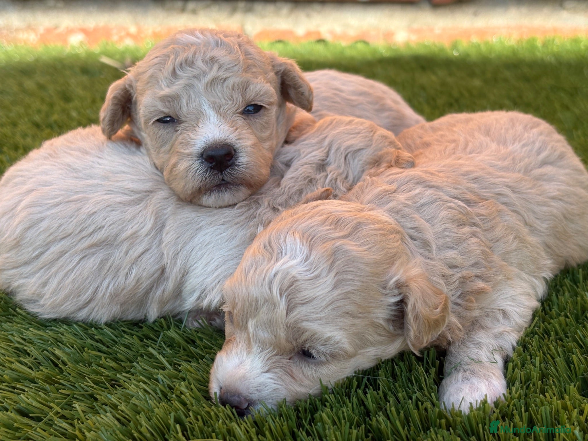 Maltipoo perros CACHORRO MALTIPOO - Anuncio 1