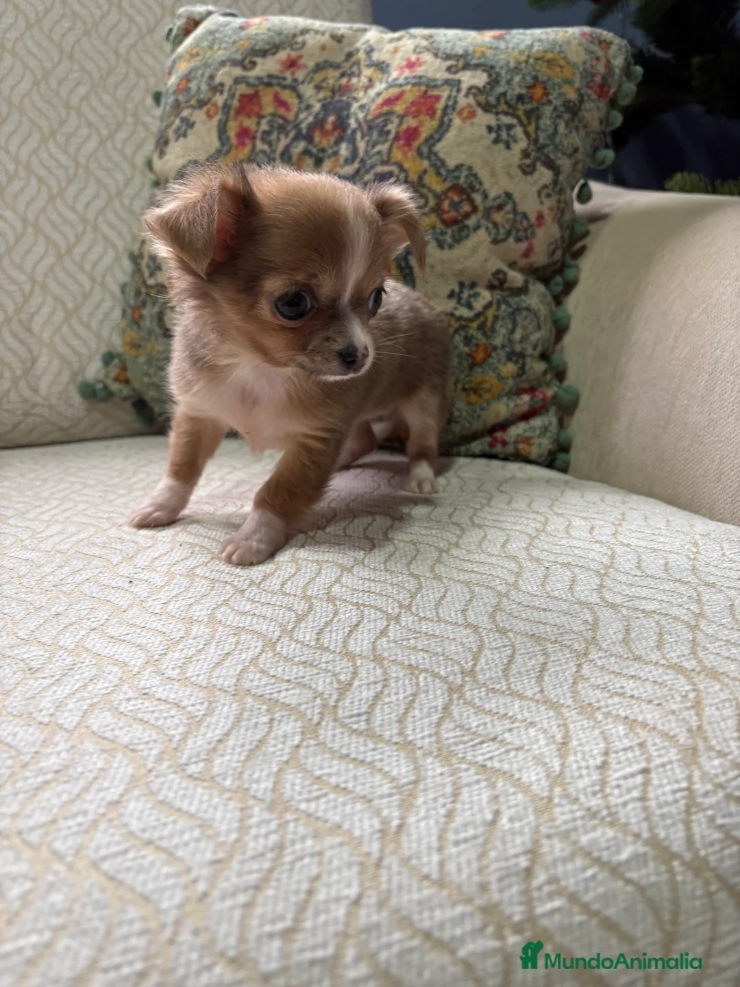 Chihuahua perros en venta: Chihuahua Toy hembra chocolate pelo largo  - Anuncio 11
