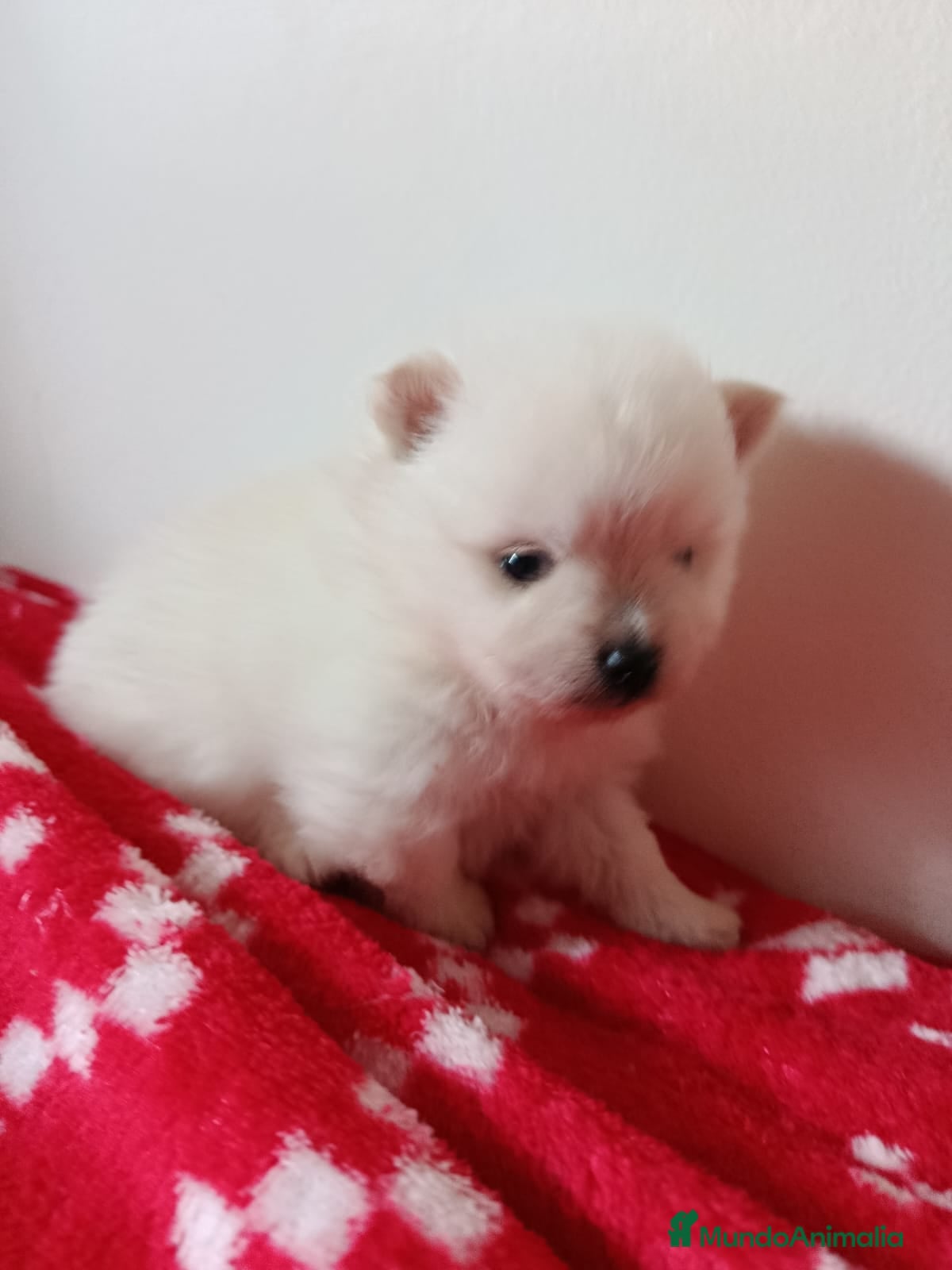 Pomerania perros Camada de Pomerania lista para Reyes - Anuncio 36