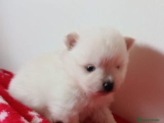 Pomerania perros Camada de Pomerania lista para Reyes - Anuncio 12