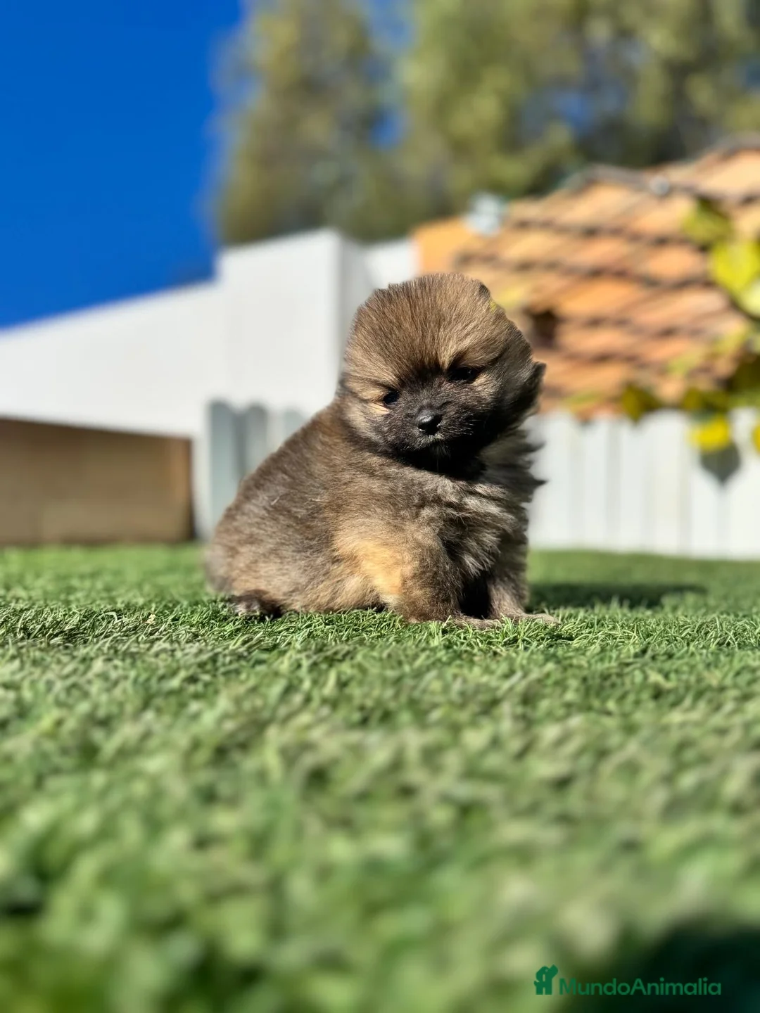 Pomerania perros en venta: POMERANIA - Anuncio 2