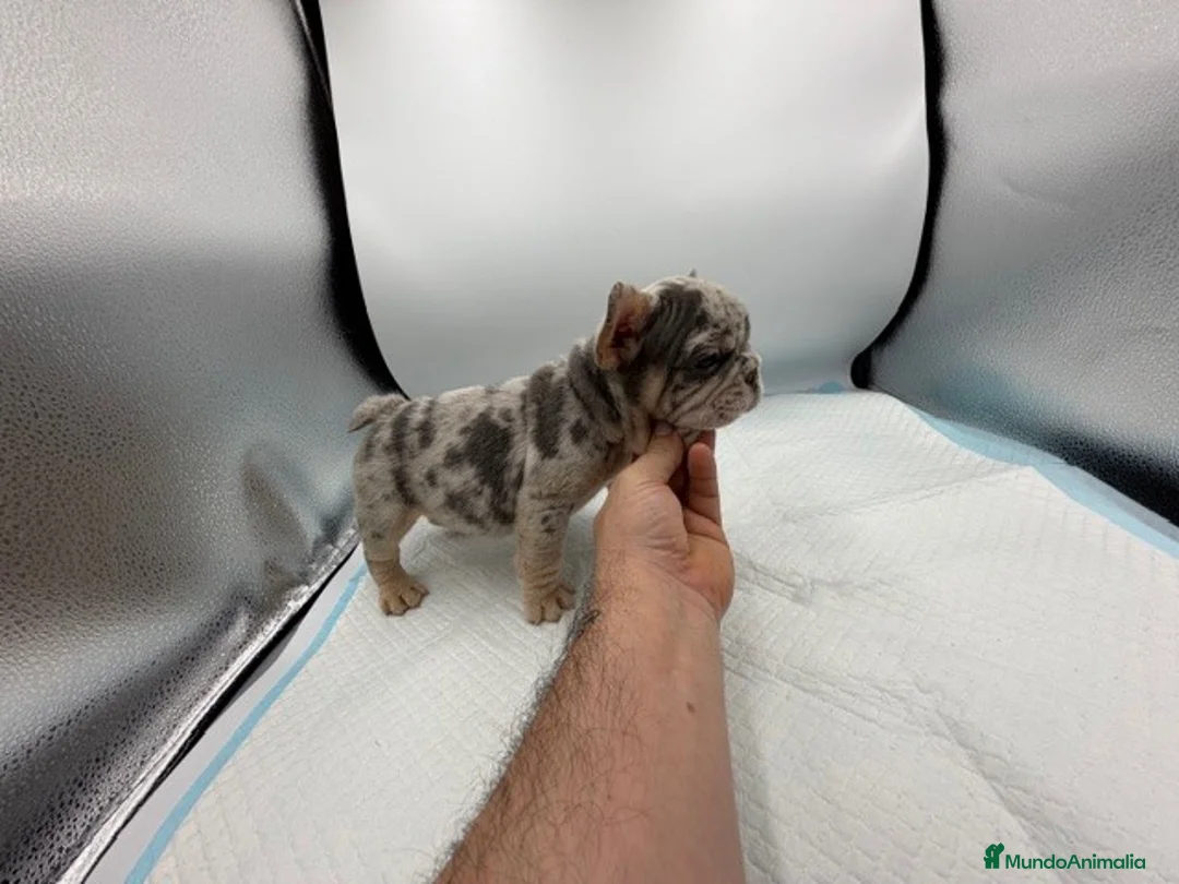 Bulldog Francés perros en venta: bulldog frances - Anuncio 1