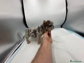 Bulldog Francés perros bulldog frances - Anuncio 1