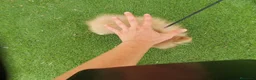 Pomerania perros en venta: Pomerania Toy Top  - Anuncio 4
