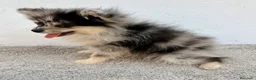 Pomerania perros en venta: Lulu Pomerania tri blue - Anuncio 21
