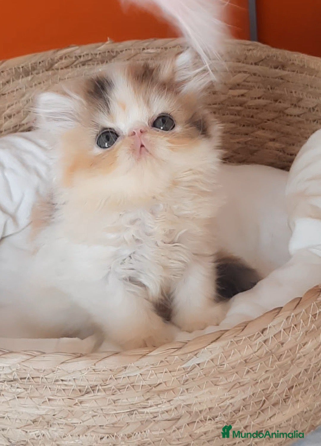 Persa gatos Espectacular Gatita Persa hembra 🌸💗🐱 - Anuncio 2