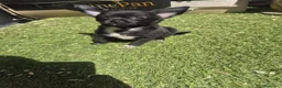 Chihuahua perros en venta: Chihuahua  - Anuncio 3