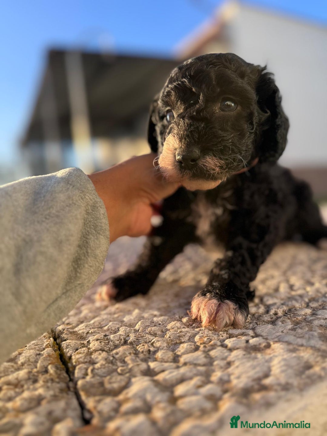 Perro de Agua Español perros en venta: PERRO DE AGUA HEMBRA RABONA - Anuncio 9