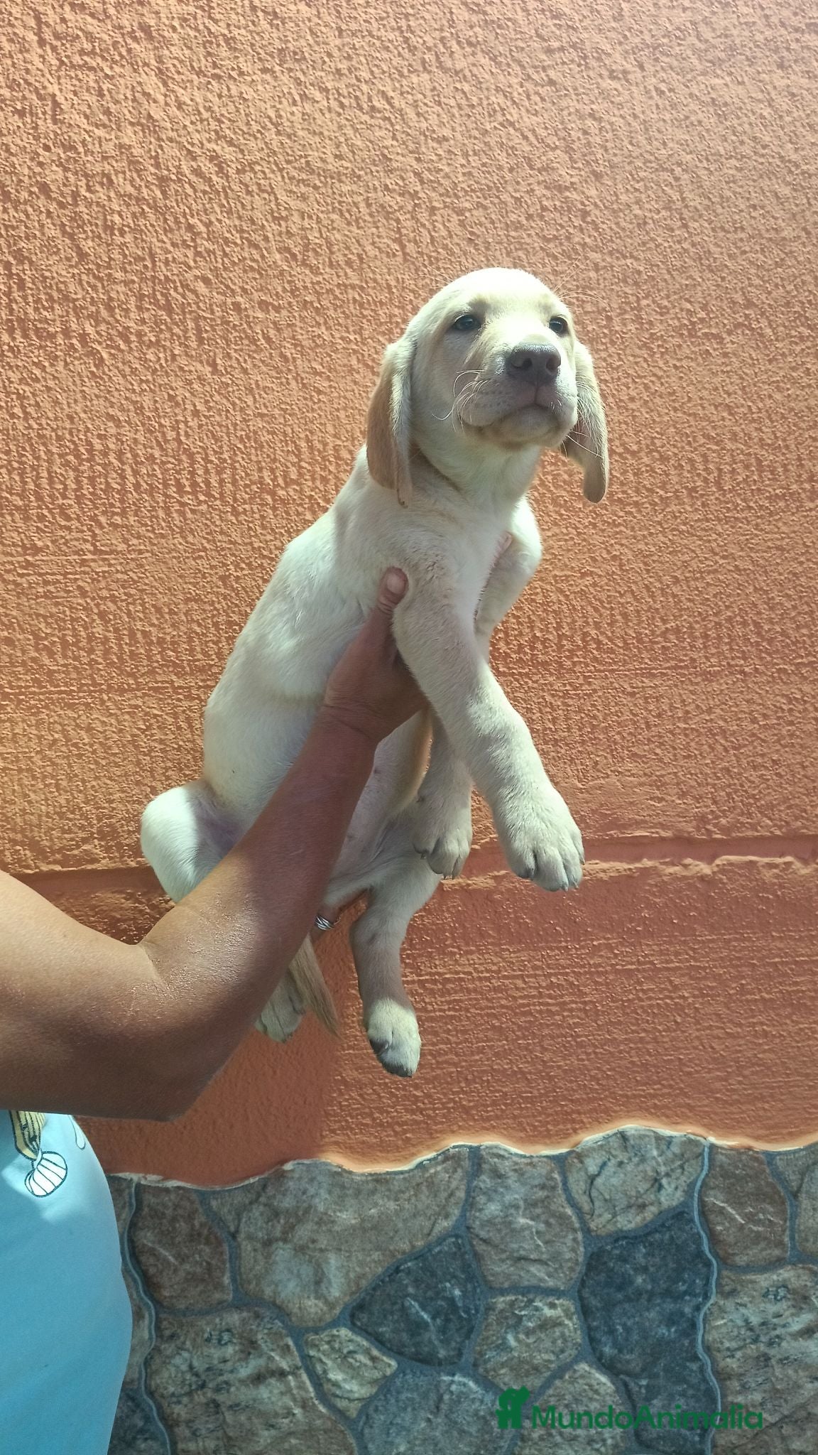 Labrador Retriever perros Última hembra labrador retriever dorado  - Anuncio 1