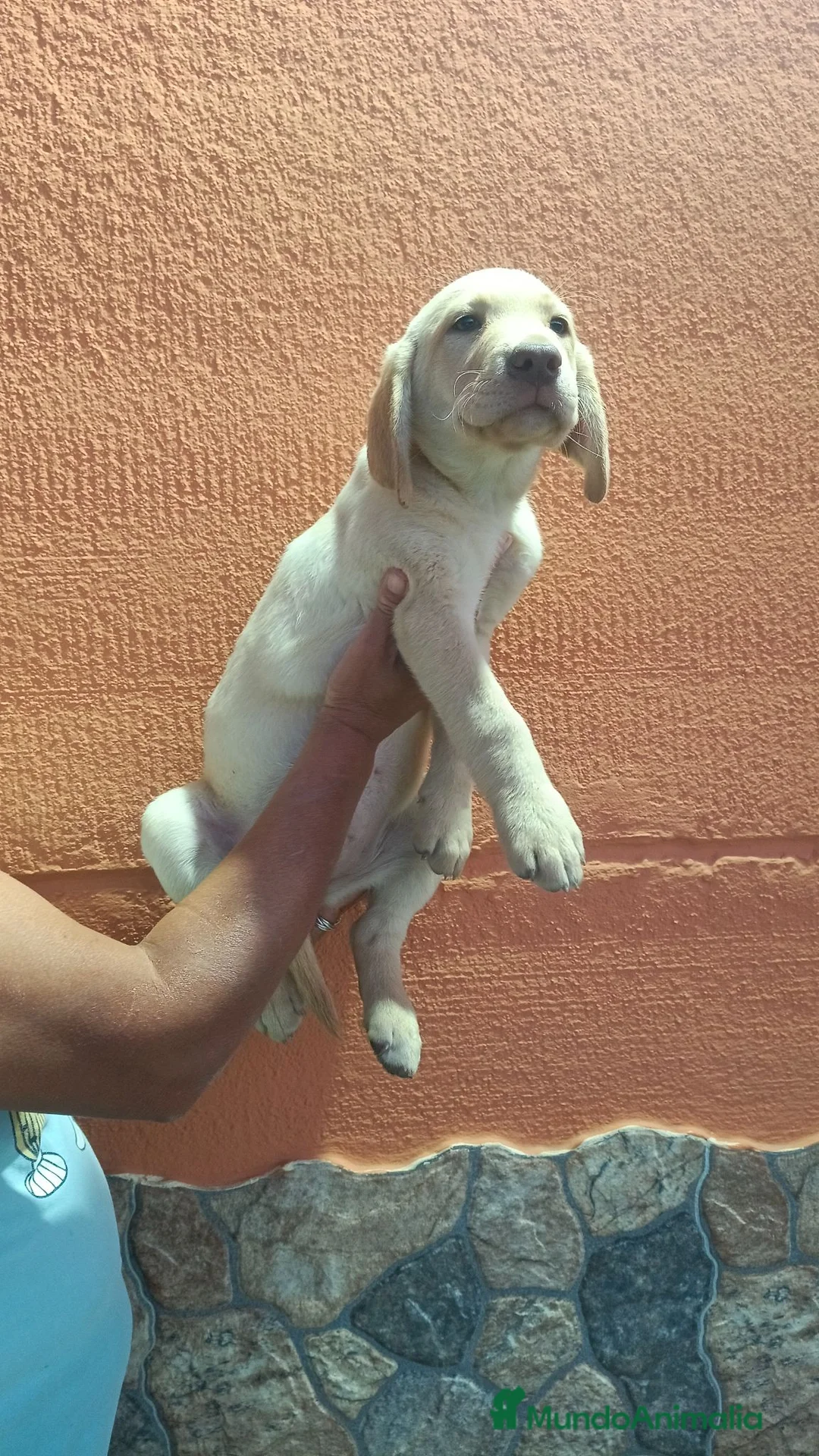 Labrador Retriever perros en venta: Última hembra labrador retriever dorado  - Anuncio 1