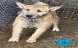 Raza Mixta perros en adopcion: Cruce de Shibainu con Schnauzer - Imagen 1