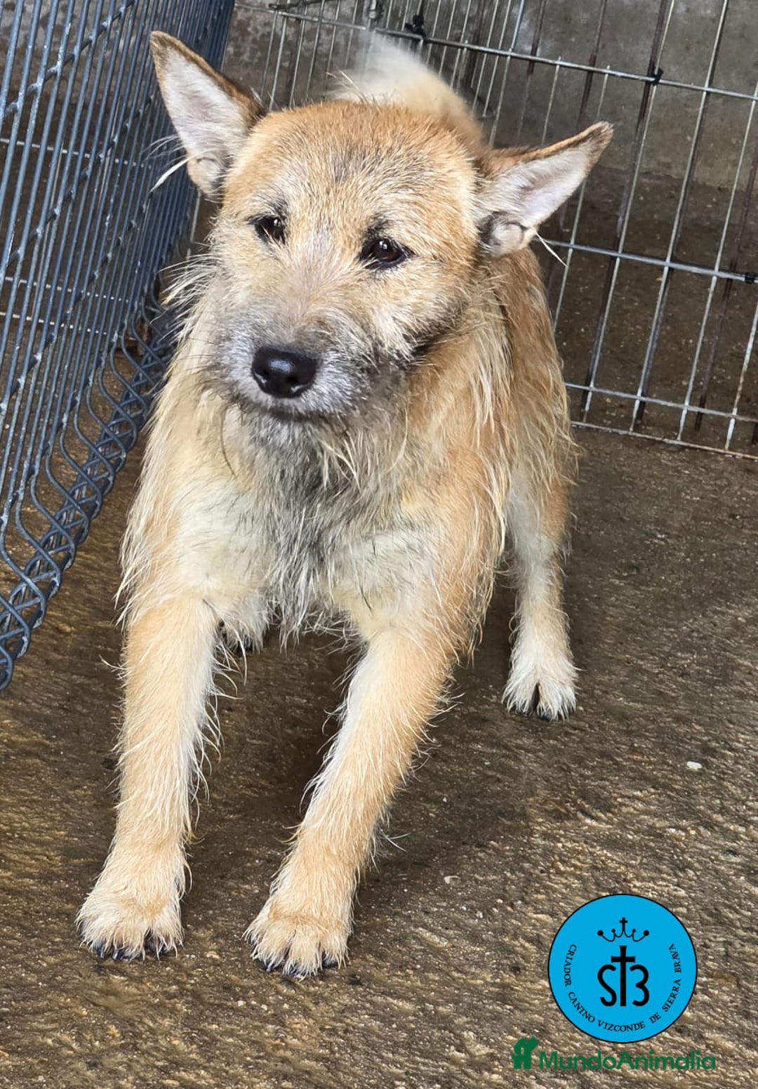 Raza Mixta perros en adopcion: Cruce de Shibainu con Schnauzer - Imagen 1