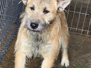 Raza Mixta perros - Anuncio 2