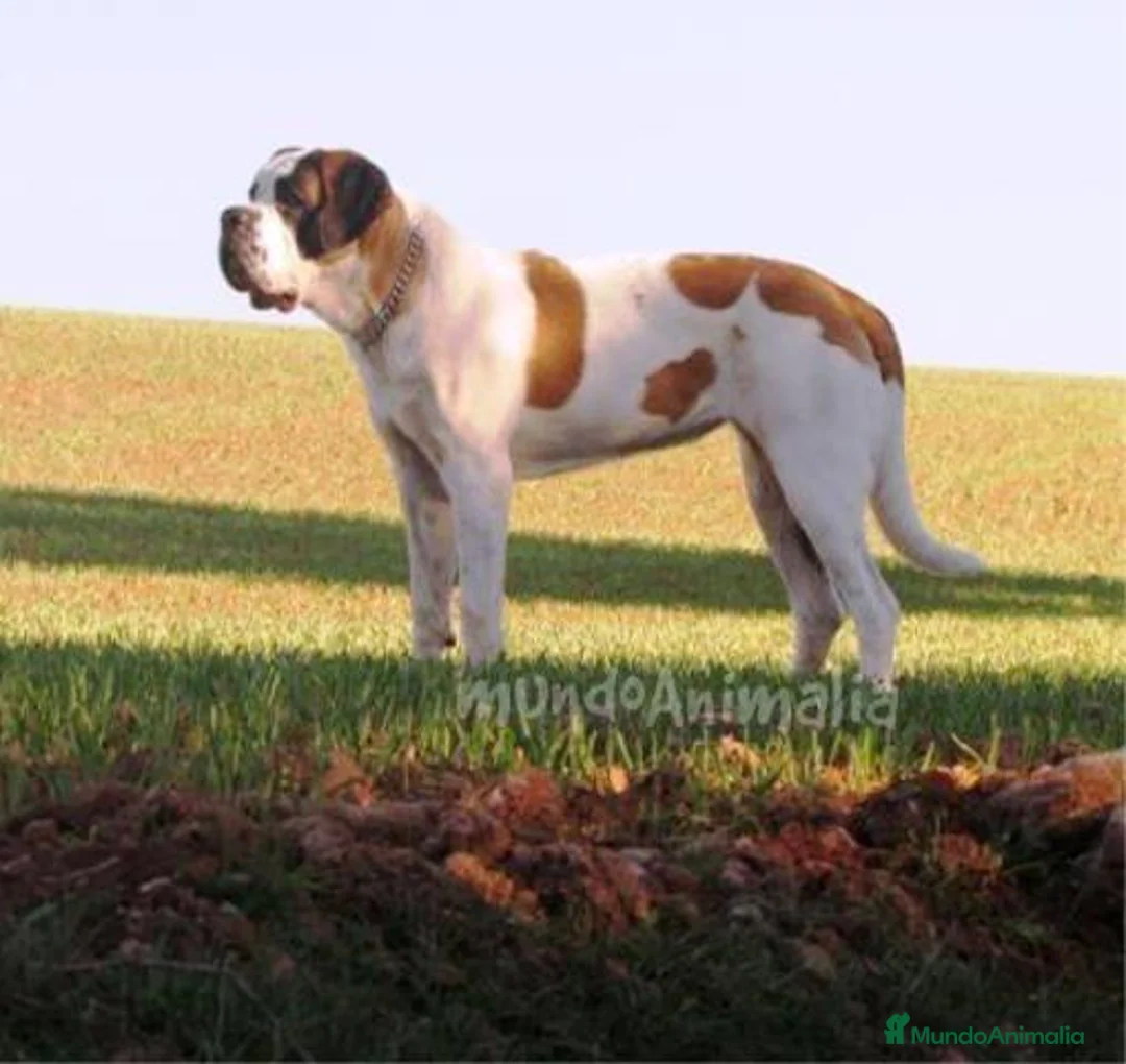 Imagen de galería {{count}}