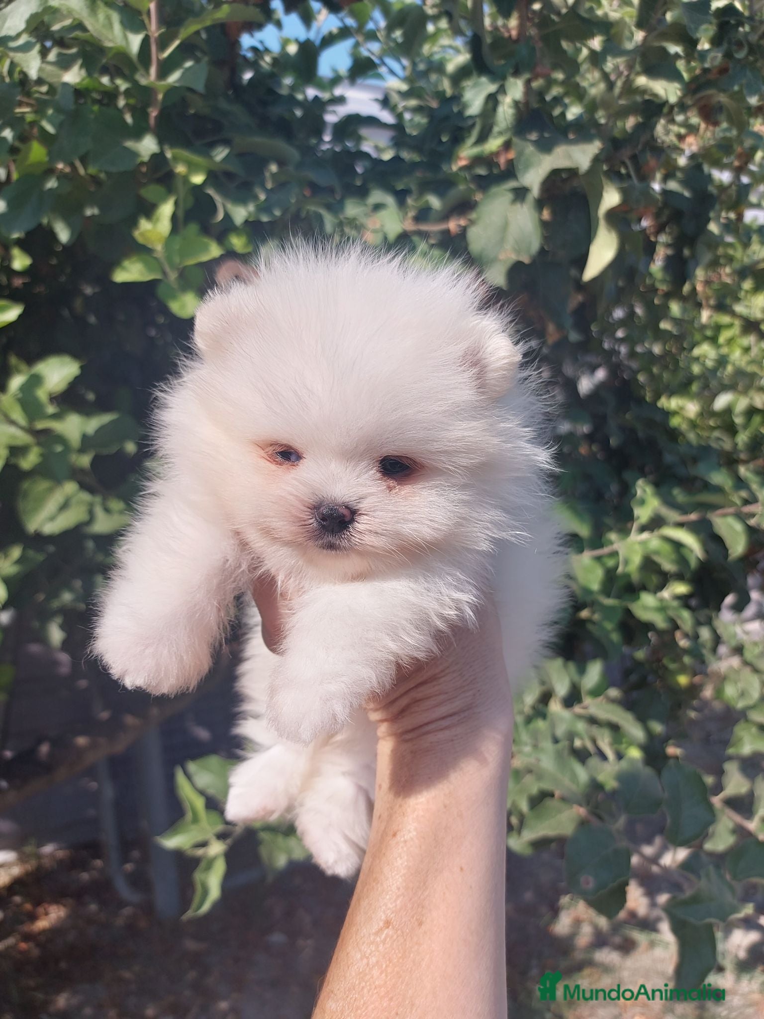 Pomerania perros Pomeranias - Anuncio 1
