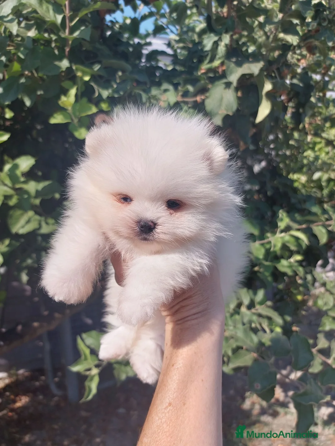 Pomerania perros en venta: Pomeranias - Anuncio 1