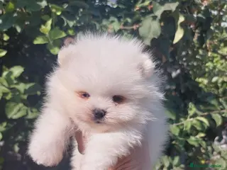 Pomerania perros Pomeranias - Anuncio 2