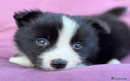 Border Collie perros en venta: Exclusivos Border Collie - Imagen 1