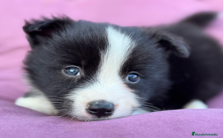 Border Collie perros - Propaganda 4