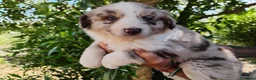Border Collie perros en venta: Bordell collin De Campeonato Únicos Calidad - Anuncio 7