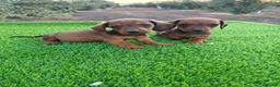 Teckel Miniatura perros en venta: Teckel miniatura - Anuncio 2