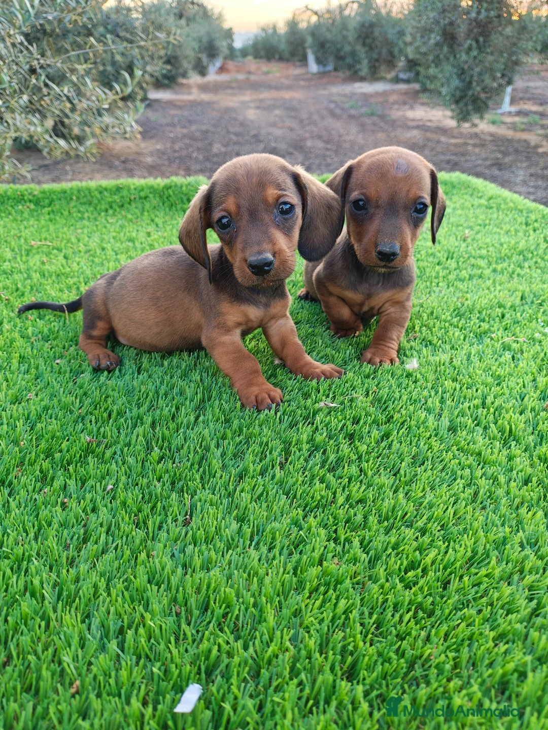 Teckel Miniatura perros en venta: Teckel miniatura - Anuncio 2