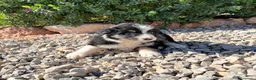 Border Collie perros en venta: BORDER COLLIE - Anuncio 7