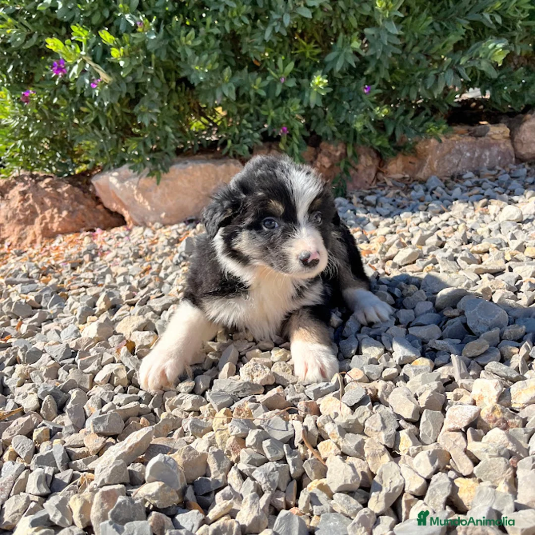 Border Collie perros en venta: BORDER COLLIE - Anuncio 7