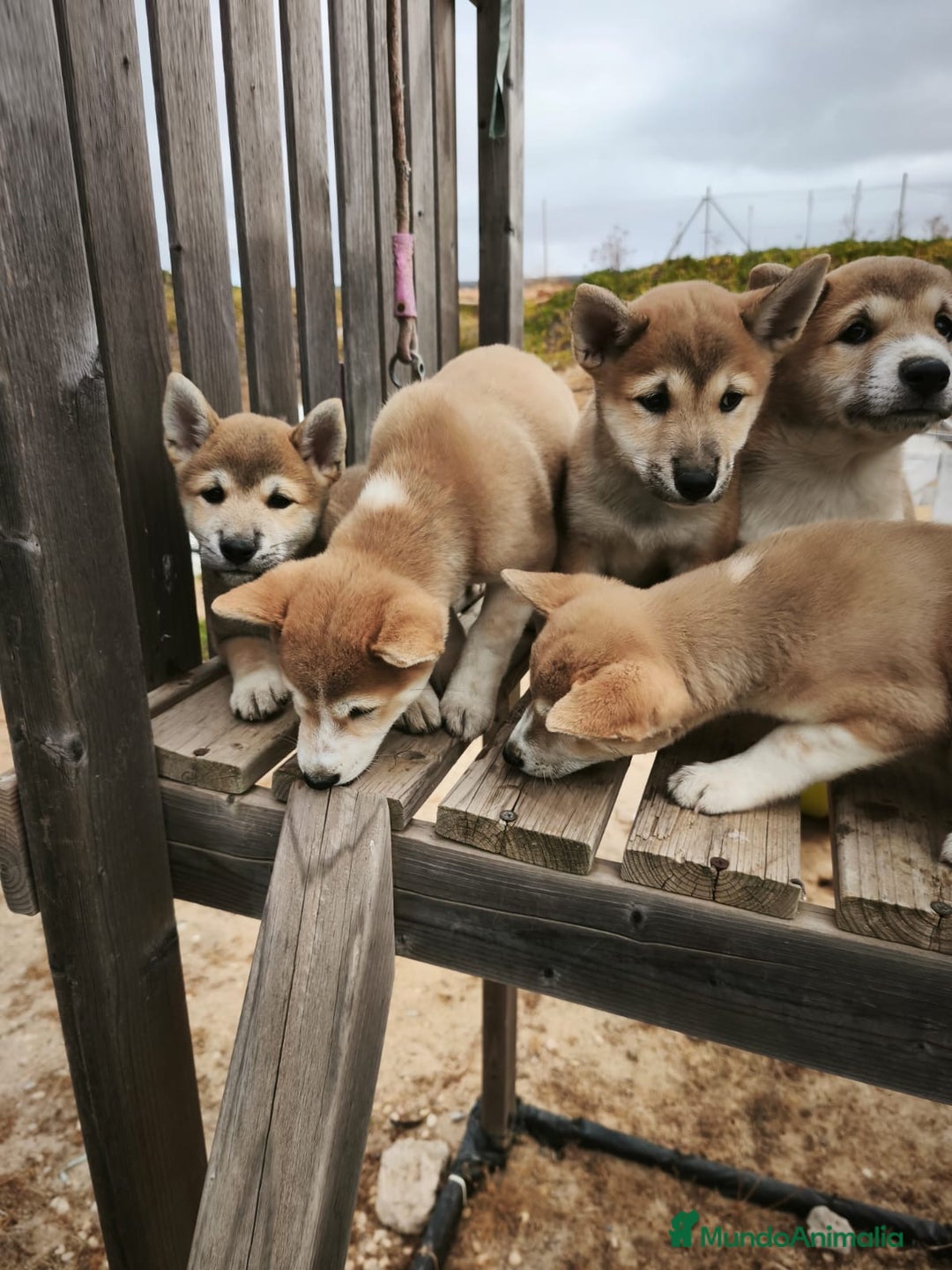 Shiba Inu perros en venta: Shiba inu - Imagen 1