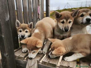Shiba Inu perros - Anuncio 7