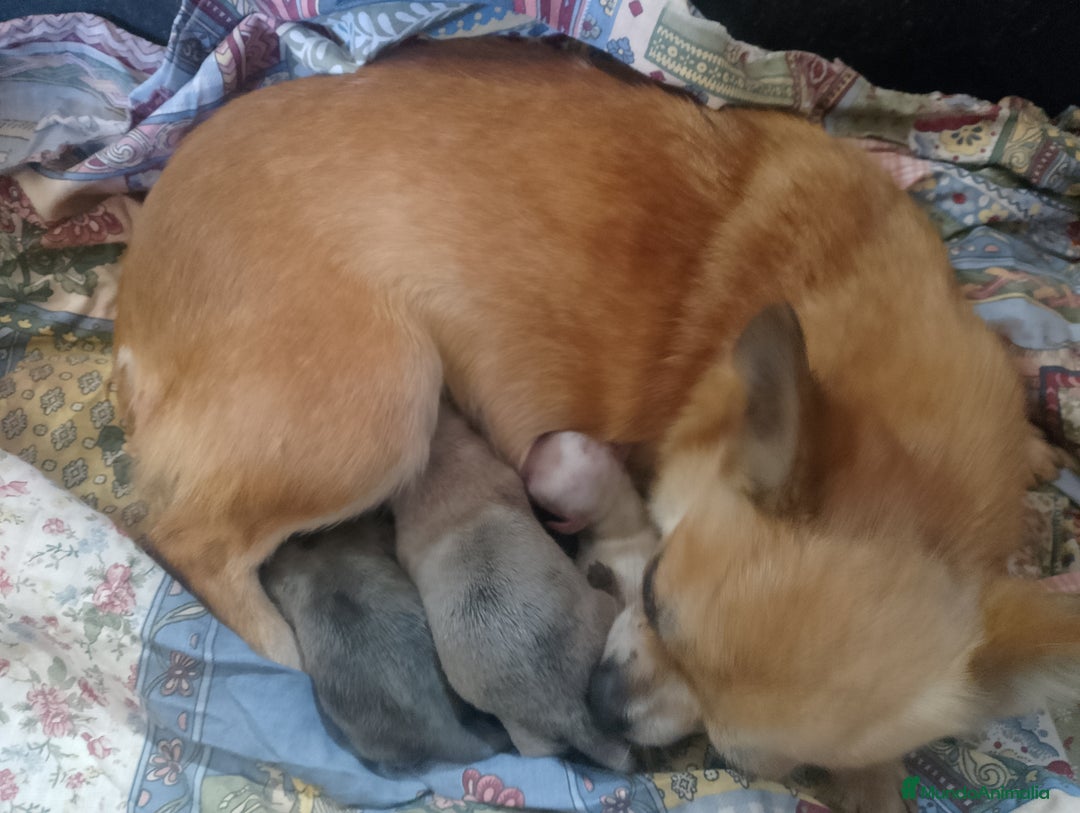 Chihuahua perros en venta: Camada de chihuahua toy  - Imagen 2