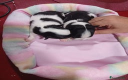 Chihuahua perros en venta: Chihuahua pelo largo  - Imagen 1