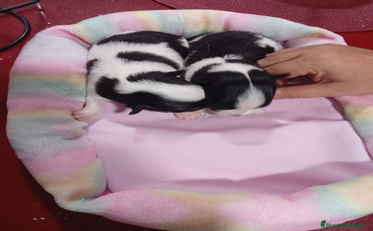 Chihuahua perros - Anuncio 10