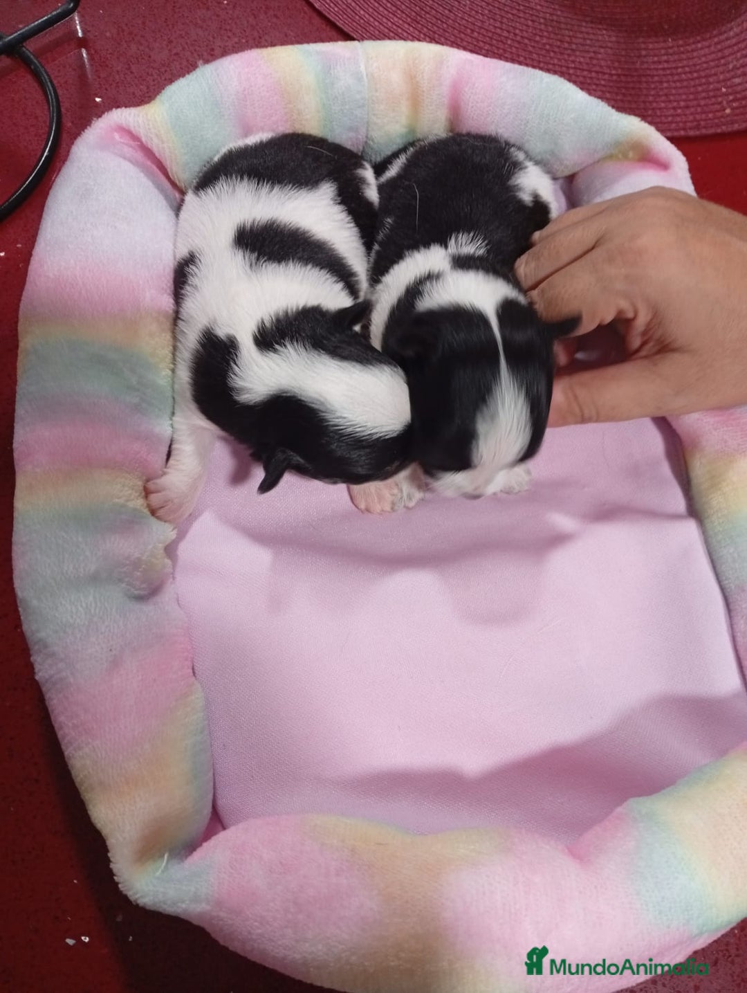 Chihuahua perros en venta: Chihuahua pelo largo  - Imagen 1