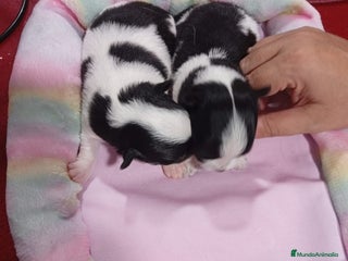 Chihuahua perros - Anuncio 3