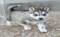 Husky Siberiano perros en venta: Husky Siberiano  - Imagen 2
