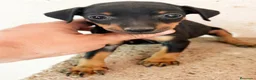 Pinscher Miniatura perros en venta: Pinscher miniatura - Anuncio 1