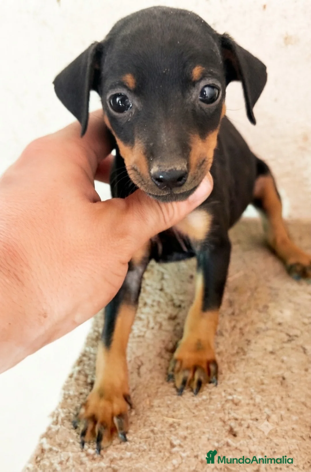 Pinscher Miniatura perros en venta: Pinscher miniatura - Anuncio 1