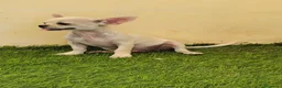 Chihuahua perros en venta: Chihuahua macho  - Anuncio 2