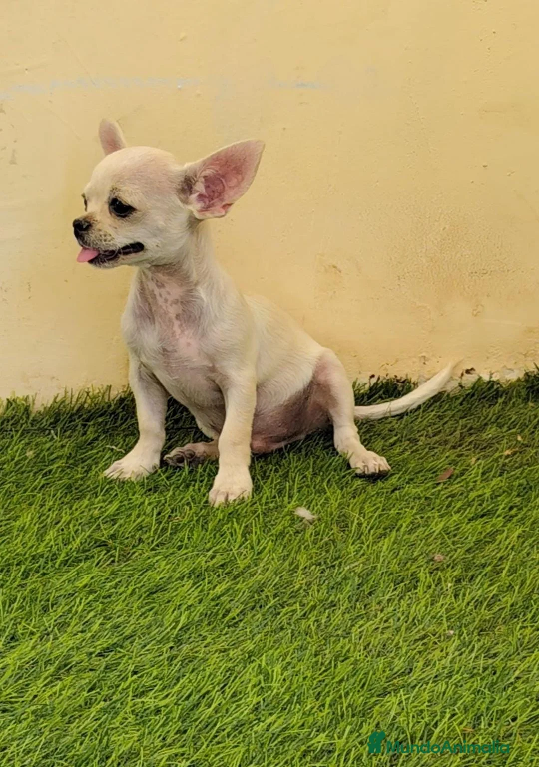 Chihuahua perros en venta: Chihuahua macho  - Anuncio 2