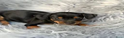 Pinscher Miniatura perros en venta: Mini pinscher negro macho💙🐾 - Anuncio 3