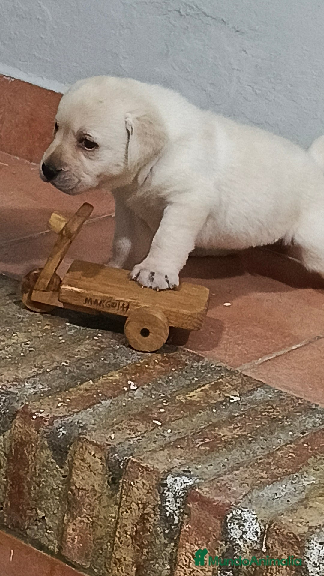 Labrador Retriever perros en venta: Labrador retriever dorado disponible  - Anuncio 2