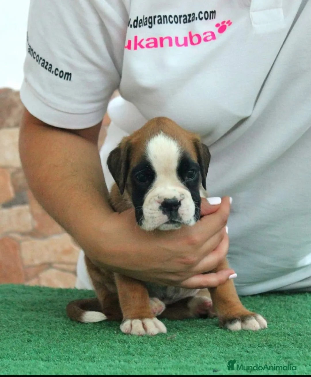 Boxer perros en venta: Cachorros boxer - Anuncio 4