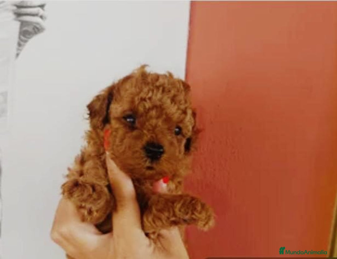 Caniche Toy perros en venta: Caniche toy rojo - Anuncio 1