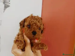 Caniche Toy perros Caniche toy rojo - Anuncio 24