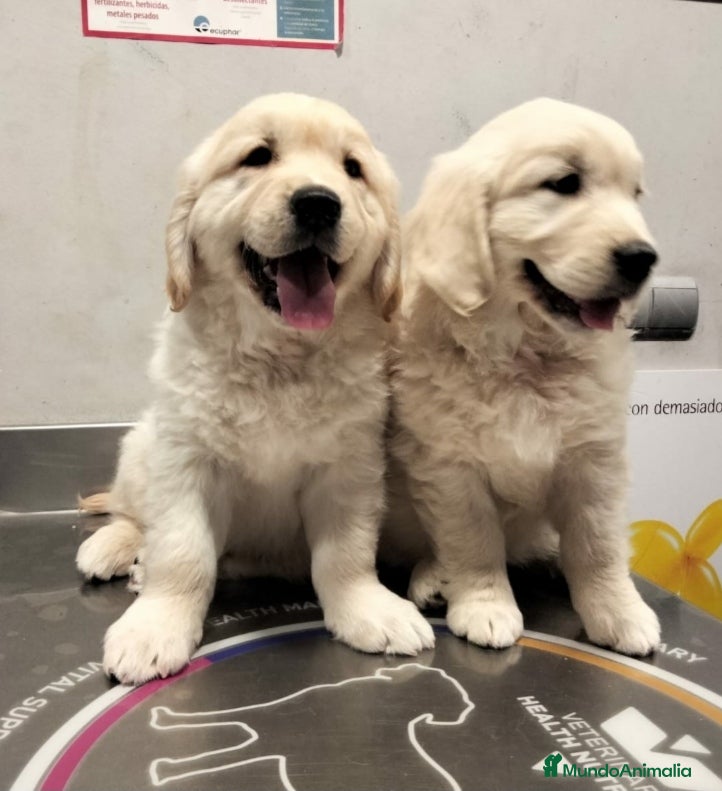 Golden Retriever perros Golden Retriever cachorros primeras líneas  - Anuncio 26