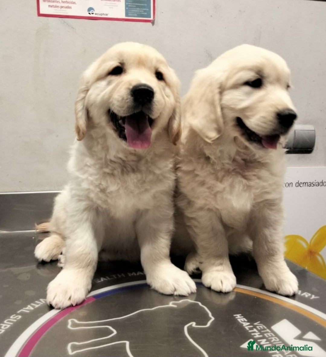Golden Retriever perros en venta: Golden Retriever cachorros primeras líneas  - Imagen 1