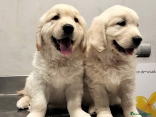 Golden Retriever perros - Anuncio 1